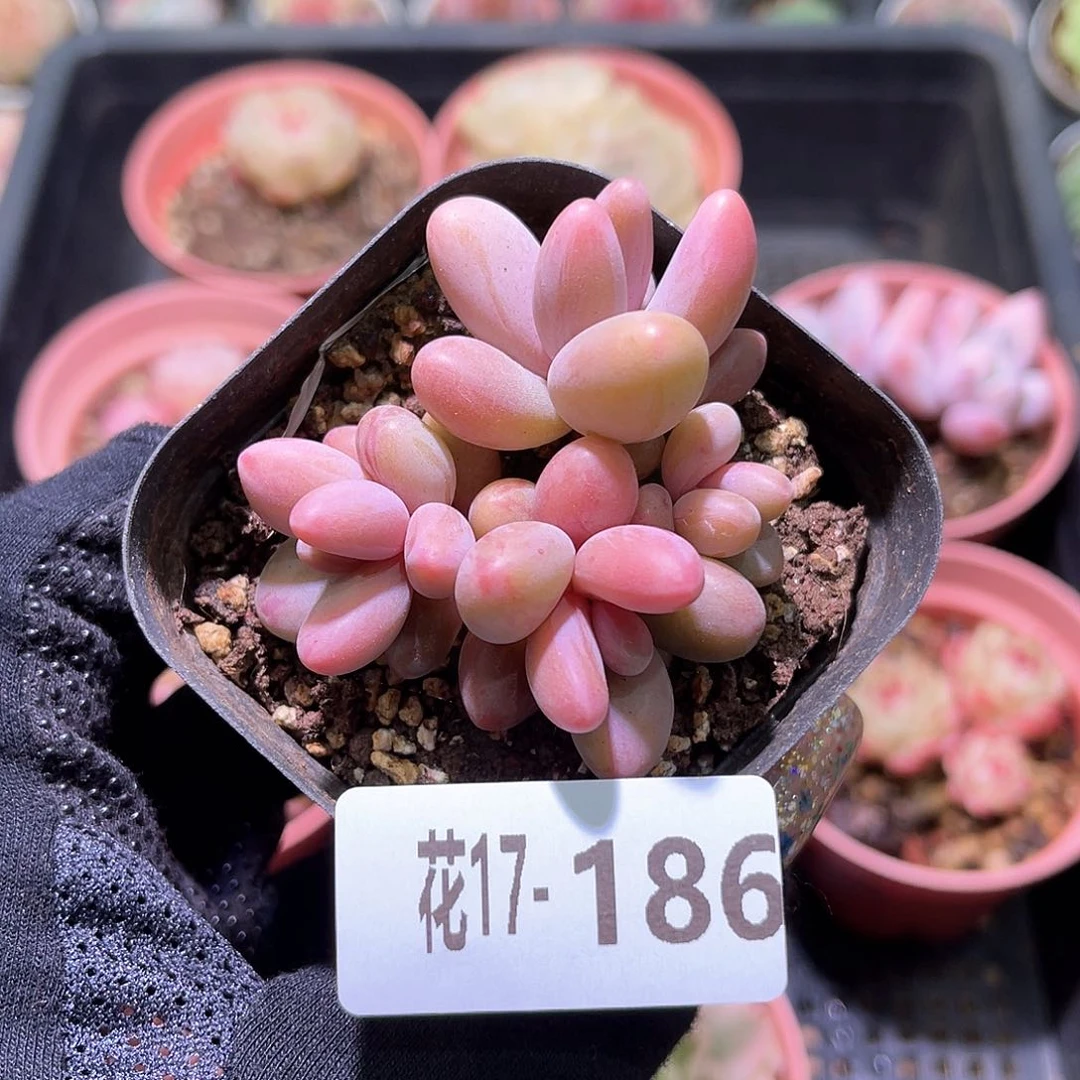 花利美17-186新品群