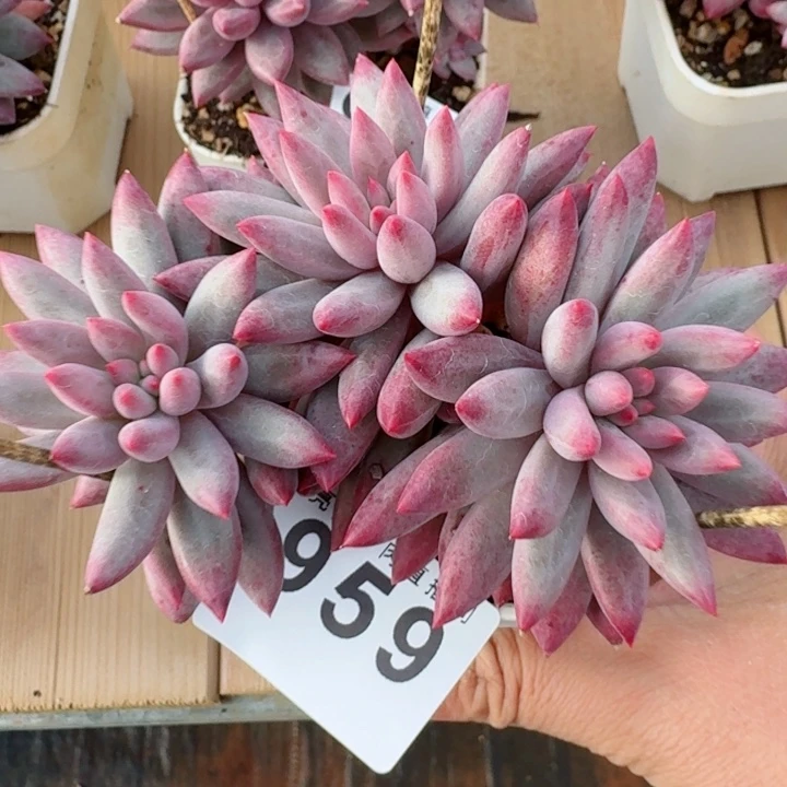 车厘子         精控精养多肉植物