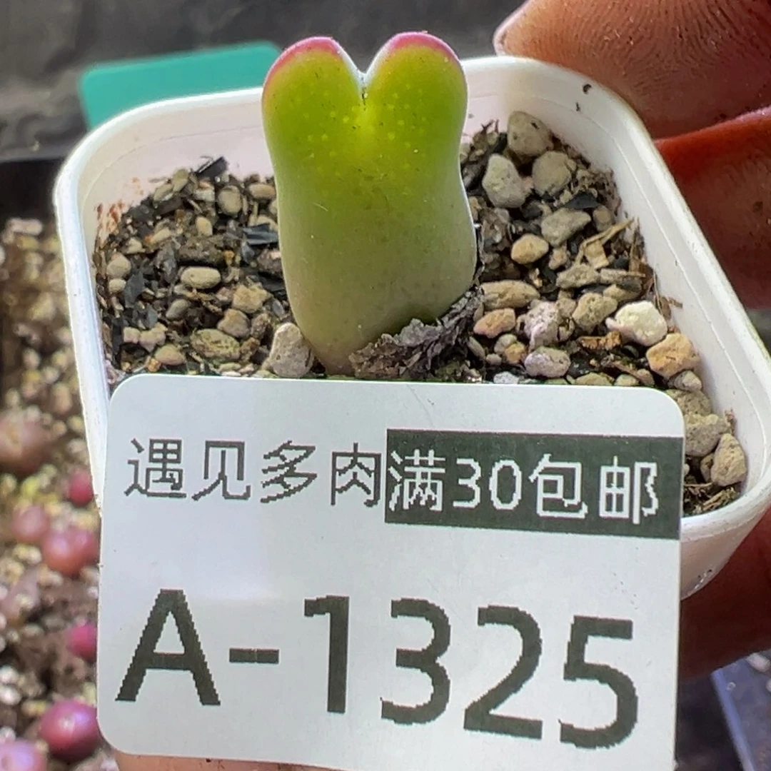 多肉植物11111111111111111