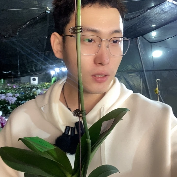 无花朵日光浴蝴蝶兰