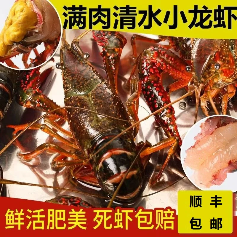 【活虾顺丰空运】789钱（35-50克）潜江清水鲜活小龙虾鲜活饱满活虾发货包活顺丰冷链精品海鲜