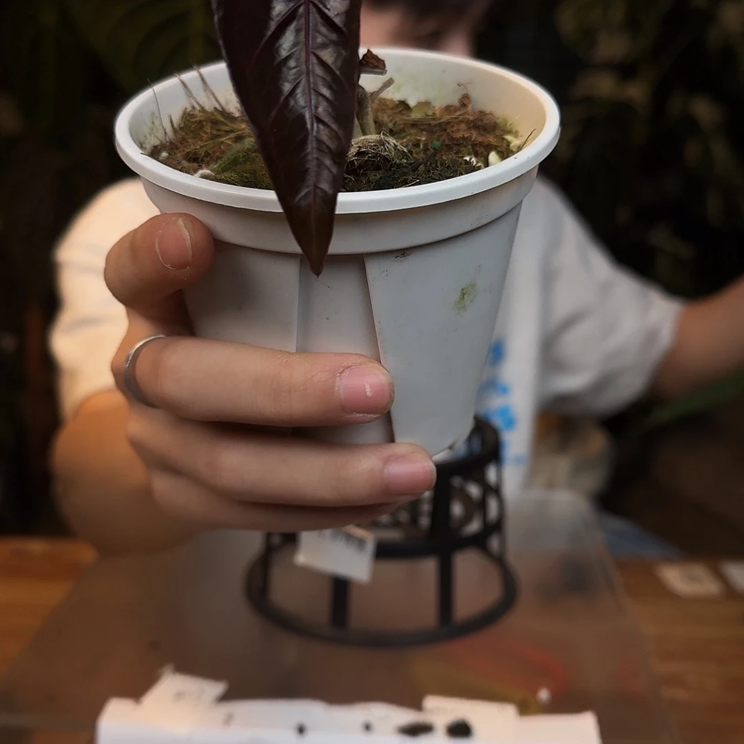 完全开放L156黑曜石紫水晶杂阿波罗