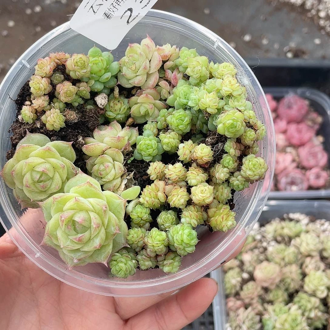 云糖心多肉植物235