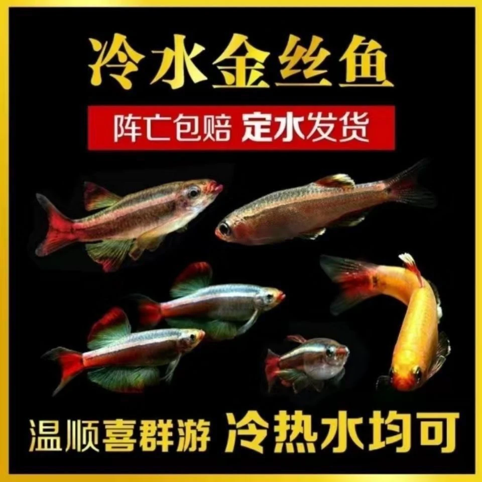 白云金丝鱼冷水观赏鱼好养耐活原生灯科鱼不挑水质