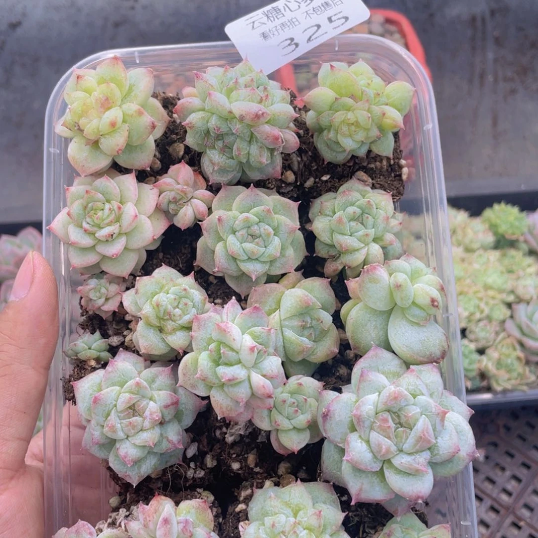 云糖心多肉植物325