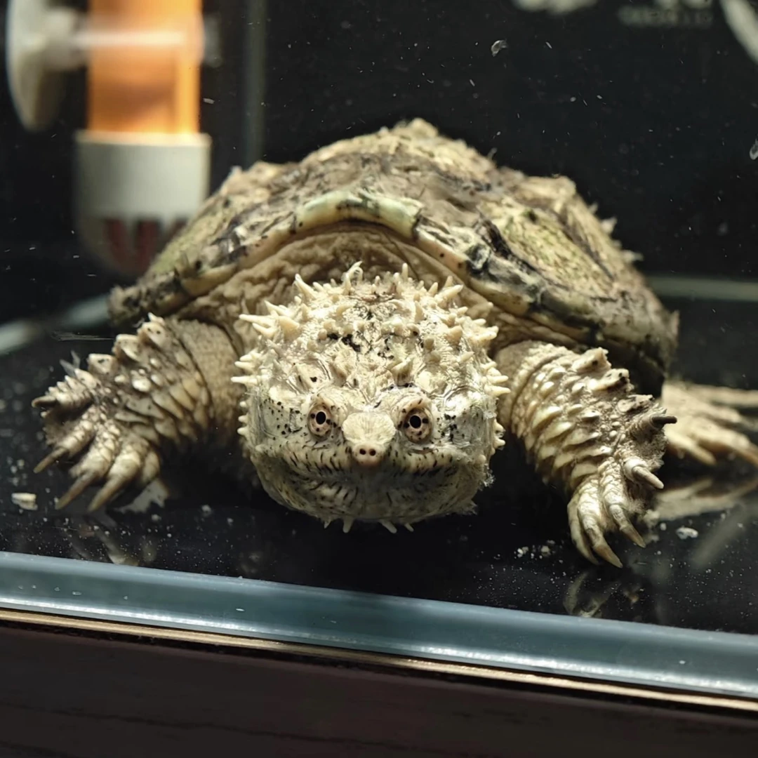 ［直播精选］爆刺纯佛鳄龟苗佛罗里达拟鳄龟活体宠物观赏小乌龟鳄龟