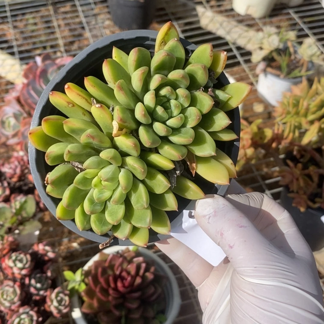 3695青花瓷一物一拍