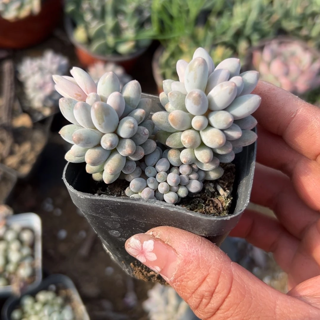 多肉植物婴儿手指