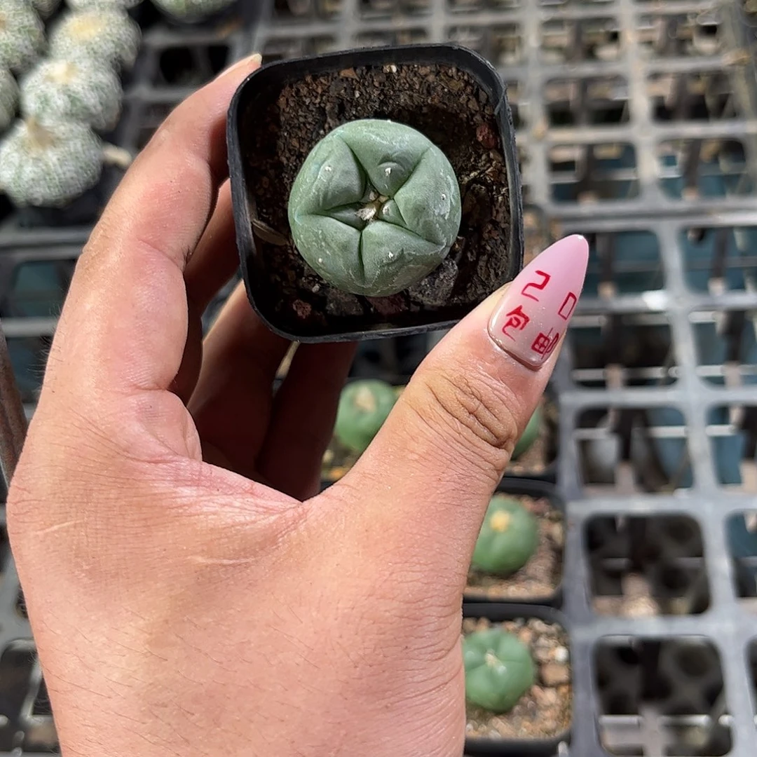 小海鲜单头发货有根发货
