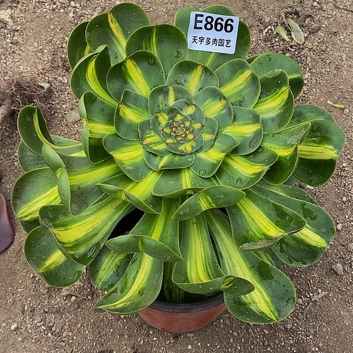 华*暴君多肉植物866