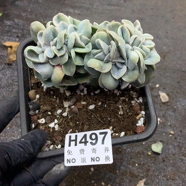 可爱玫瑰缀化 非偏远38包邮 节后发