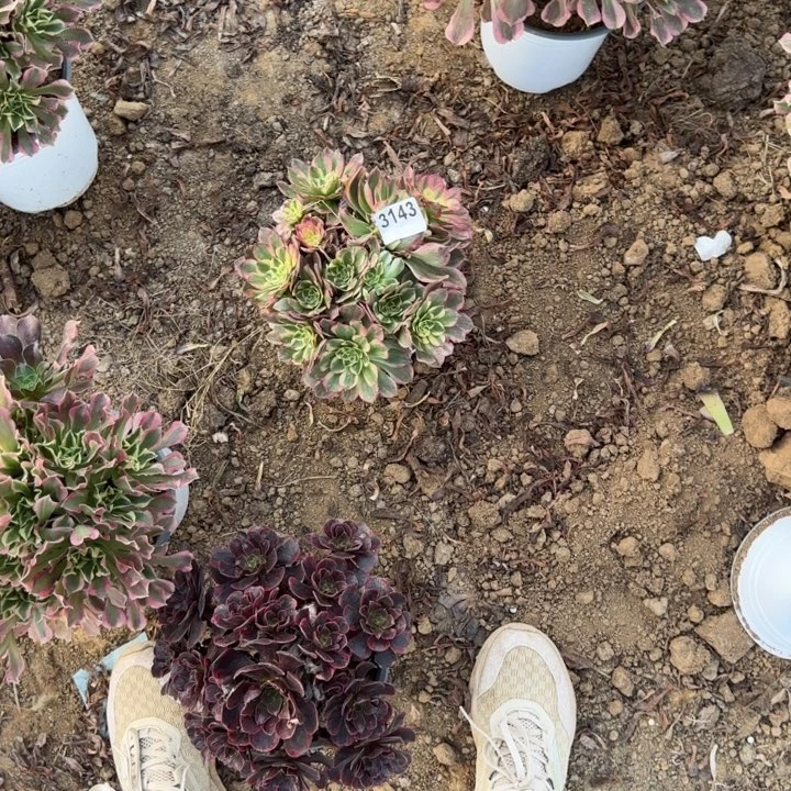 3143海王清棚处理不包断枝