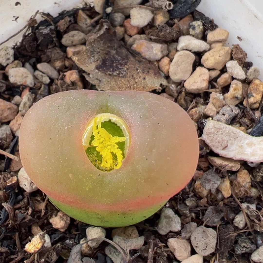 189多肉植物百科植物