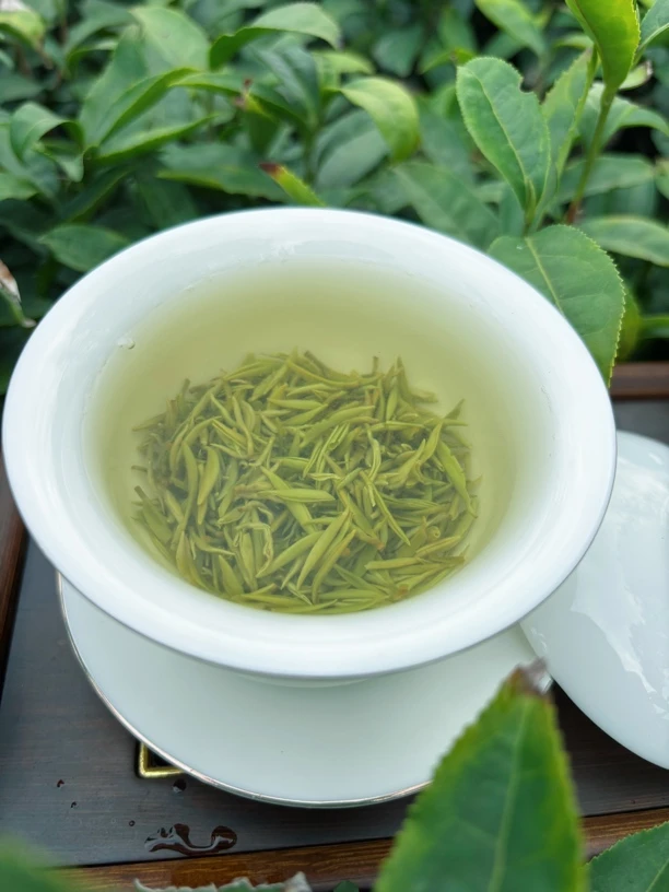 25年新茶狗牯脑茶 特供特级 明前开园头采高山本地群体种产地直销
