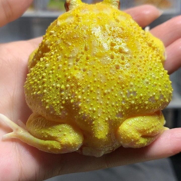 角蛙09大蛋黄7+母