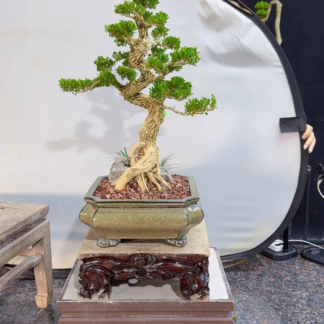 当前无花朵，栽培后可花朵