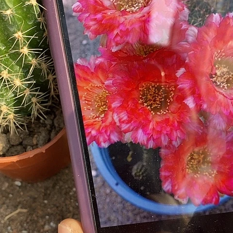 世界小姐仙人球，3478999