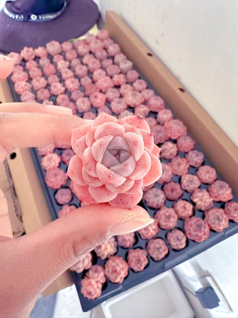 草莓冰沙3棵 多肉植物（满9.9米包邮发货）