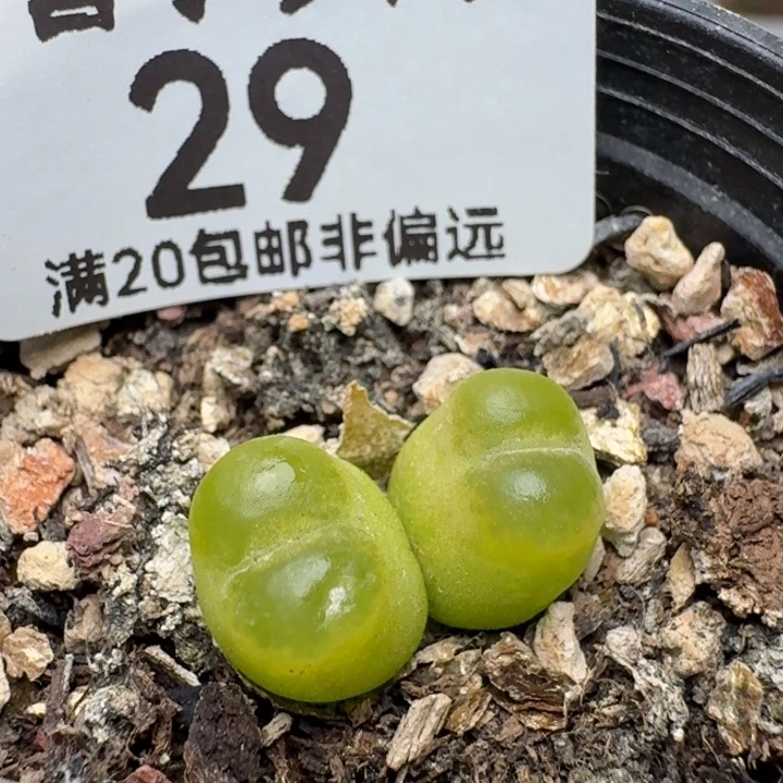 O泡带盆土。