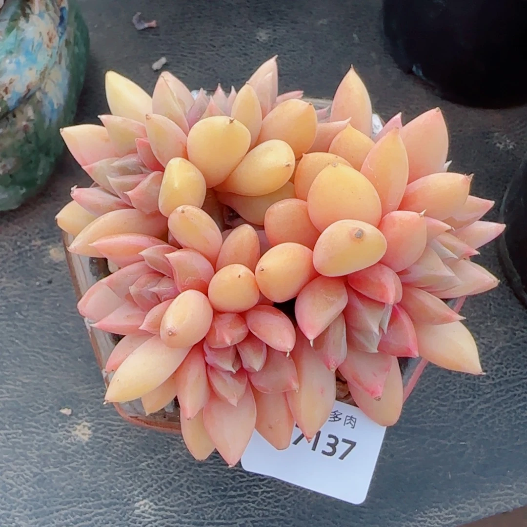 红象牙，7137多肉植物