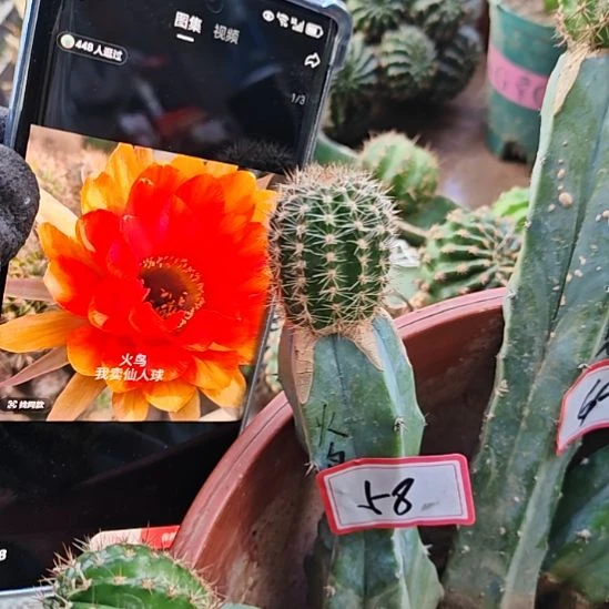 彩草火鸟龙神木嫁接福58