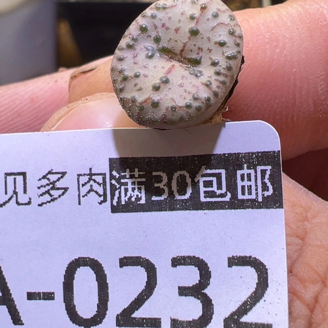 多肉植物1111111111111