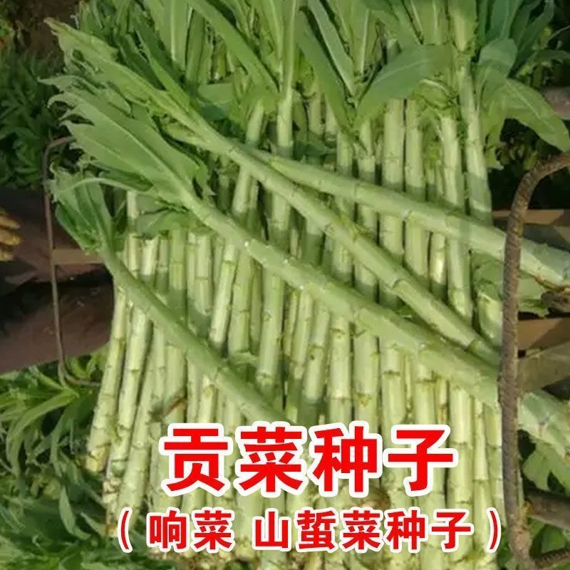 贡菜种子爽脆耐寒耐热响菜山蛰菜四季农家菜园蔬菜种粒四季种植