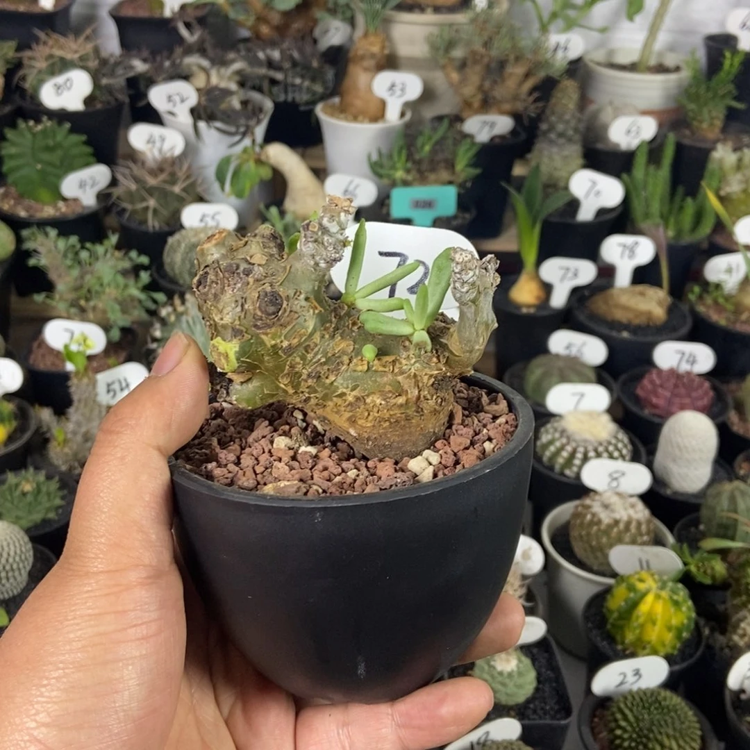 产地白象一物一拍