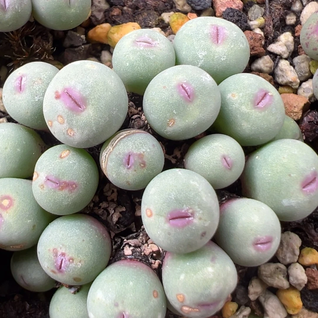 福利来喽 肉锥植物