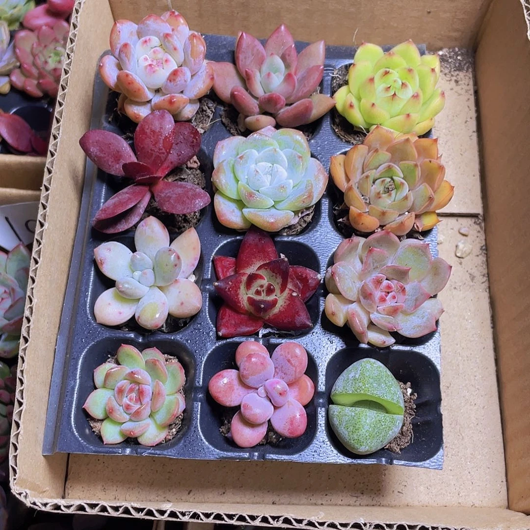 12颗小贵货约2-3厘米