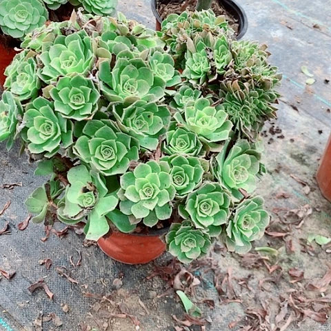 绍修玫瑰缀多肉植物法师50号