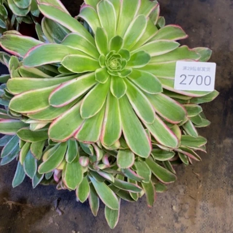 孔雀翎多肉植物2700