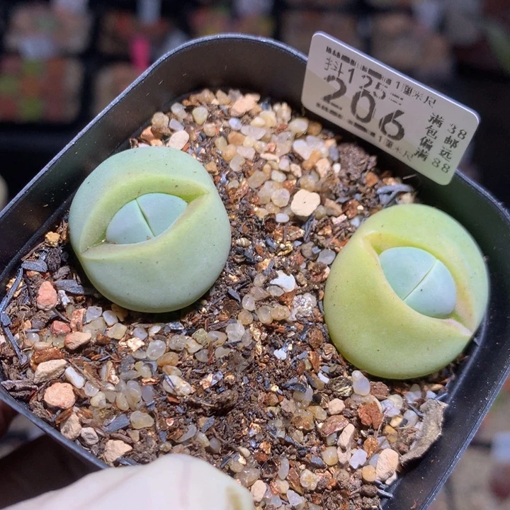 精品生石花125.206