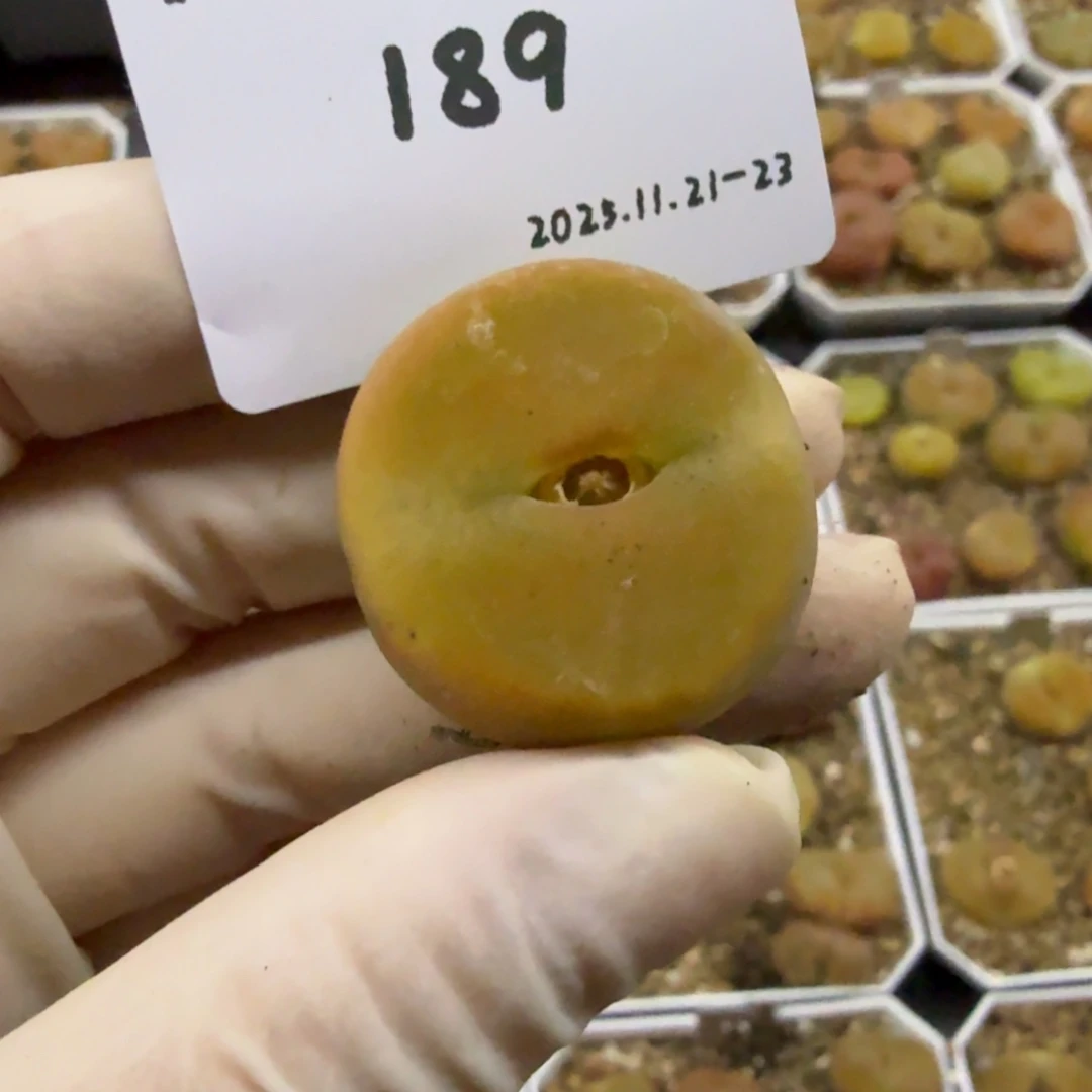 噗****多肉多肉多肉11-189