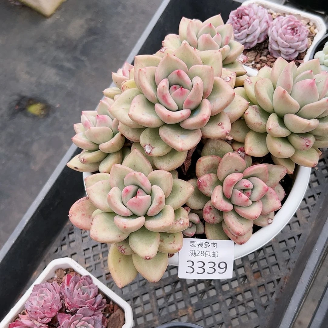 9号三**畔我们的确是3339