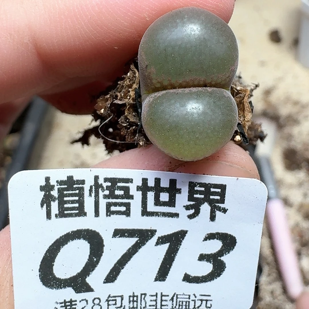 多肉植物的润泽吃vv