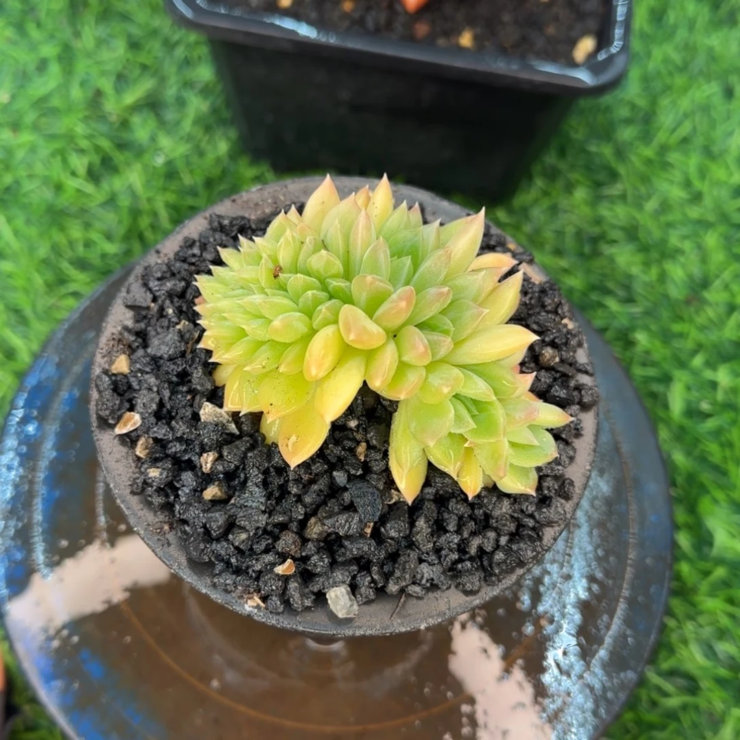 小茉莉杂交多肉植物多肉植物