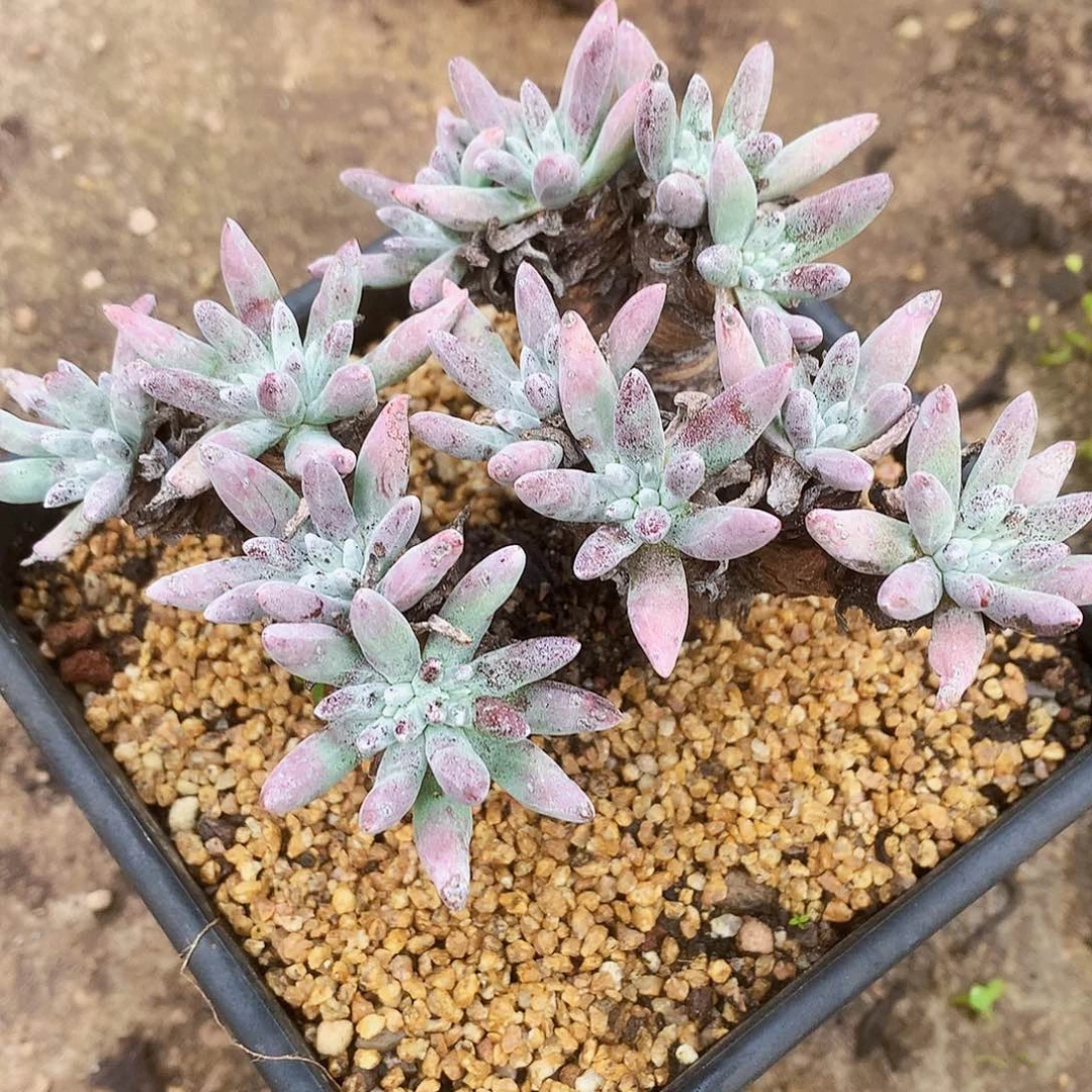 943海瑟白菊仙女杯多肉