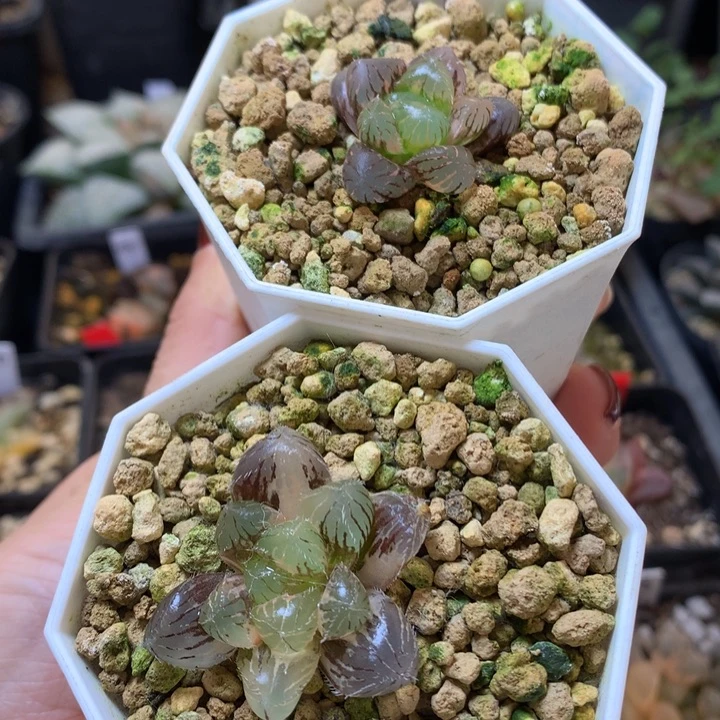 巨大赤线玉露锦带盆土恶果