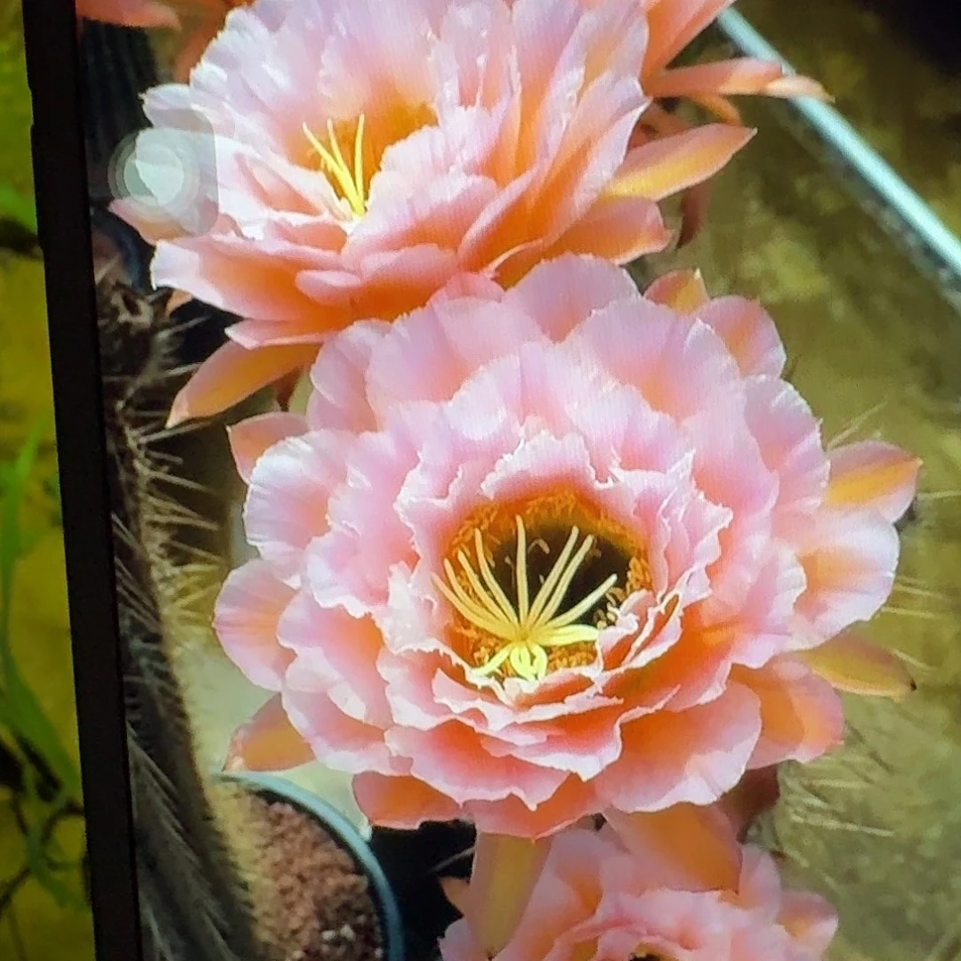 粉桃根冠服7公分毛花柱