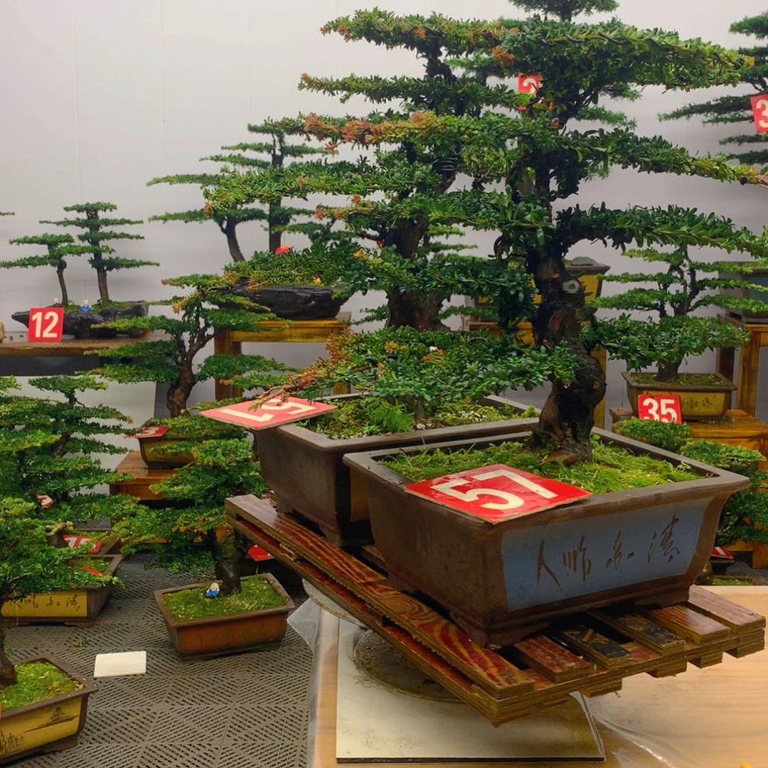 不开花植物罗汉松盆景一对