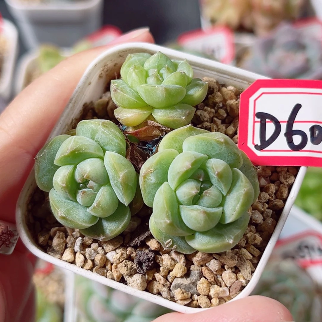 D606 一物一拍 18包邮