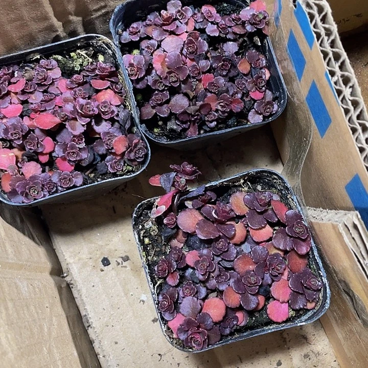 小球玫瑰带盆土发