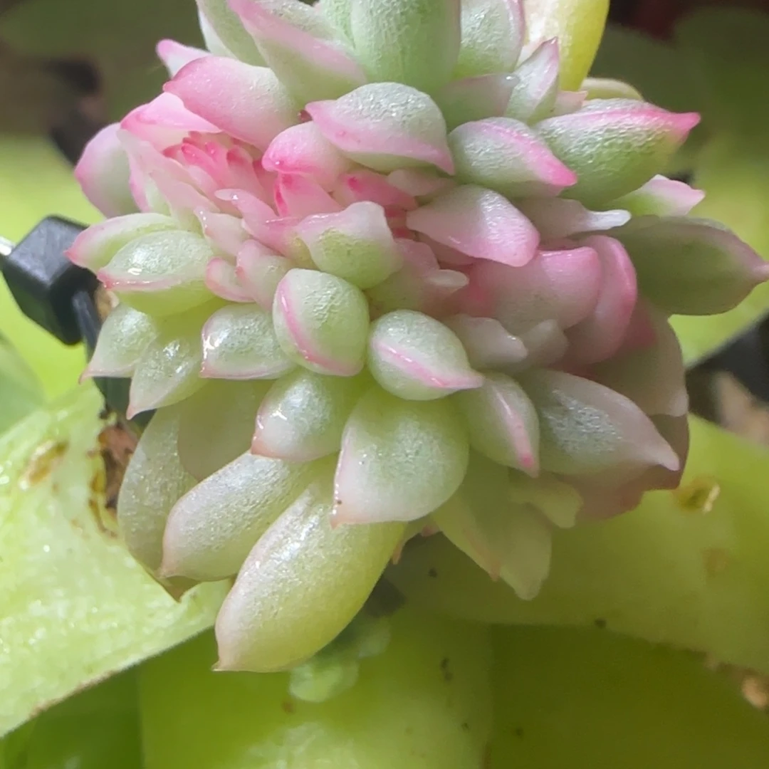 余****余生 多肉植物