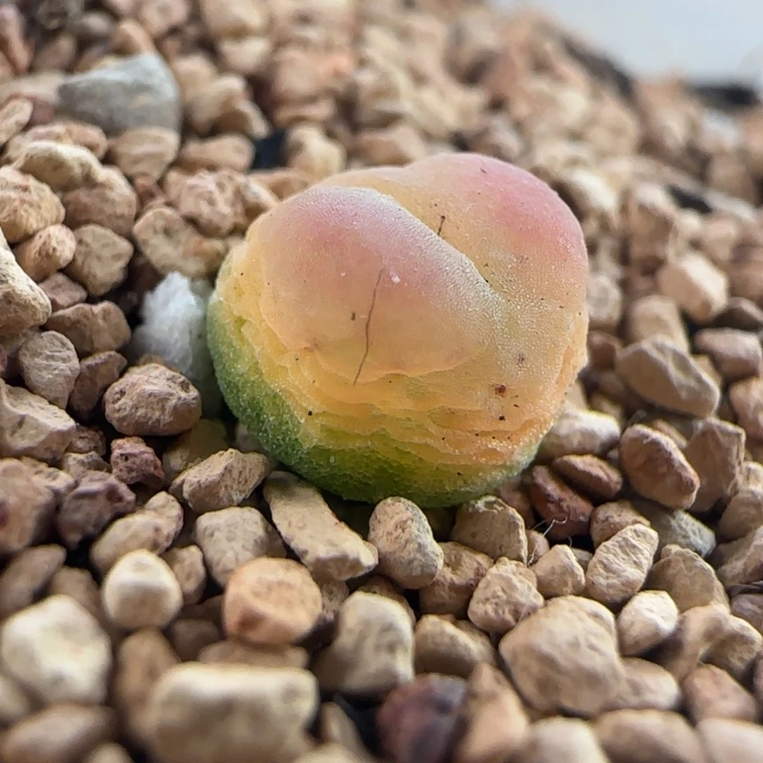 0326/尺寸0.8/三年半登登/