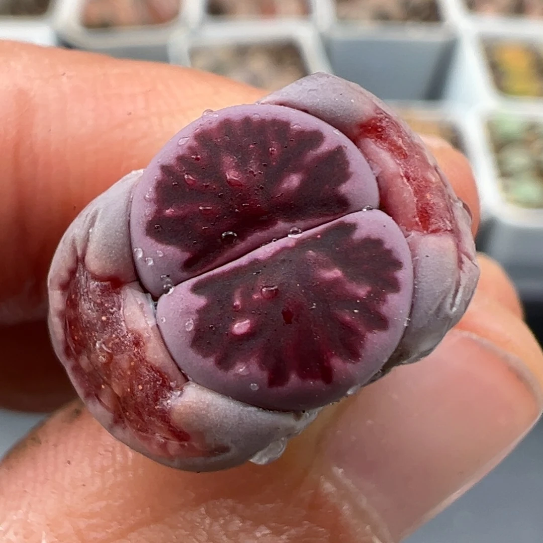 3.3好看的多肉脱土发货288