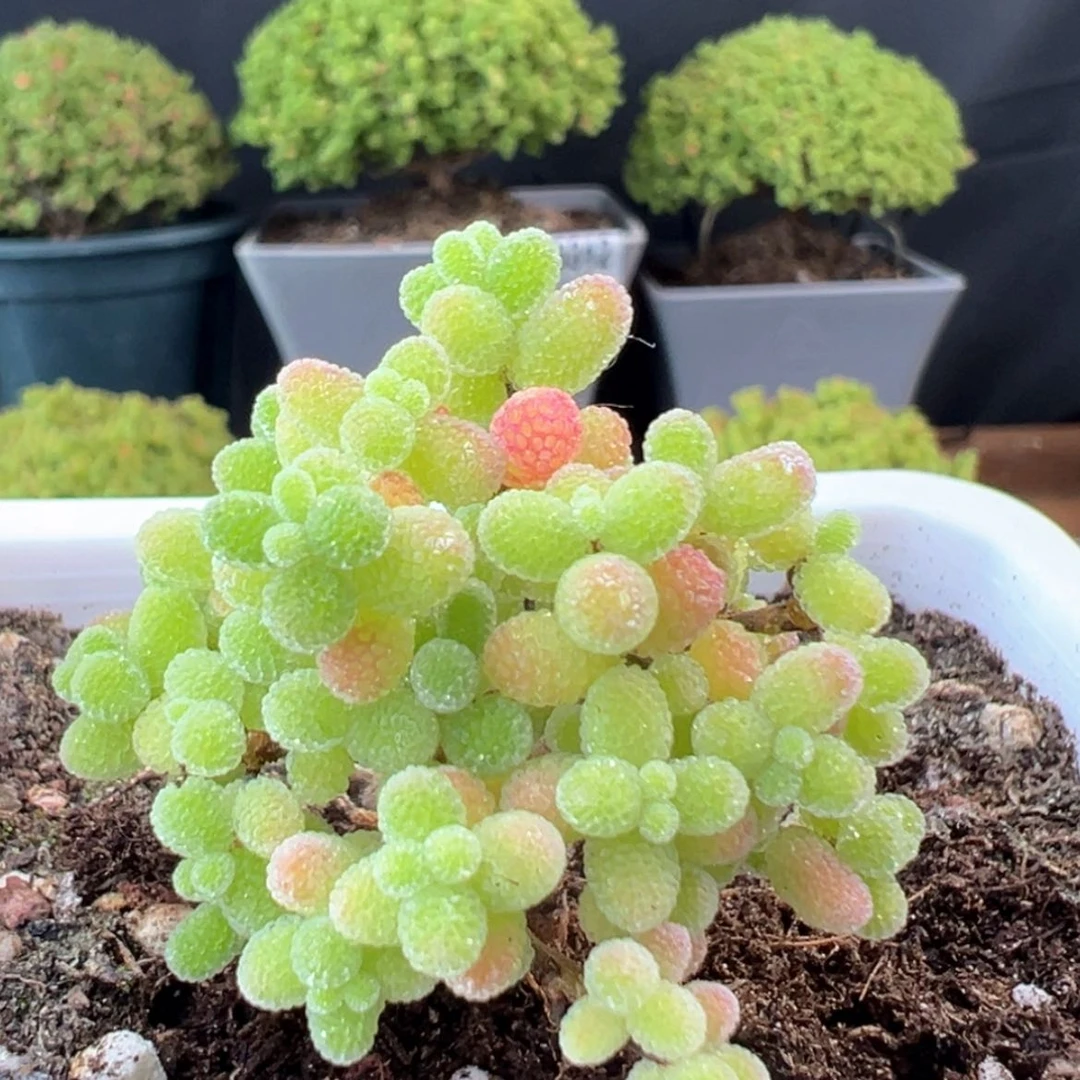 【闪购商品】dy0324实生桔子糖体验价冠幅4cm