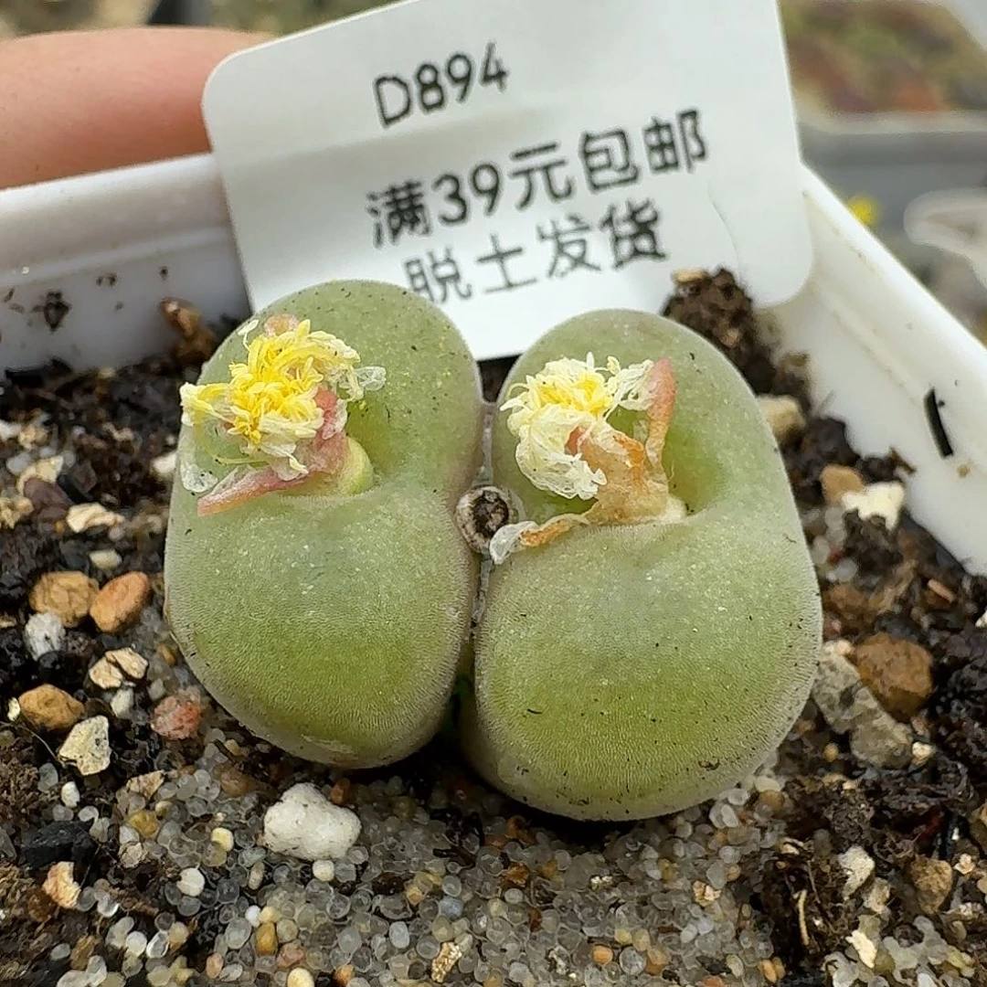 884多肉哈哈哈哈哈哈哈