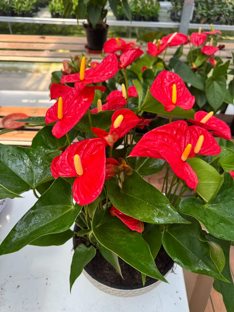 【红掌组盆】可以多色组盆单色组盆颜色任选组好发货A+好苗组盆好养