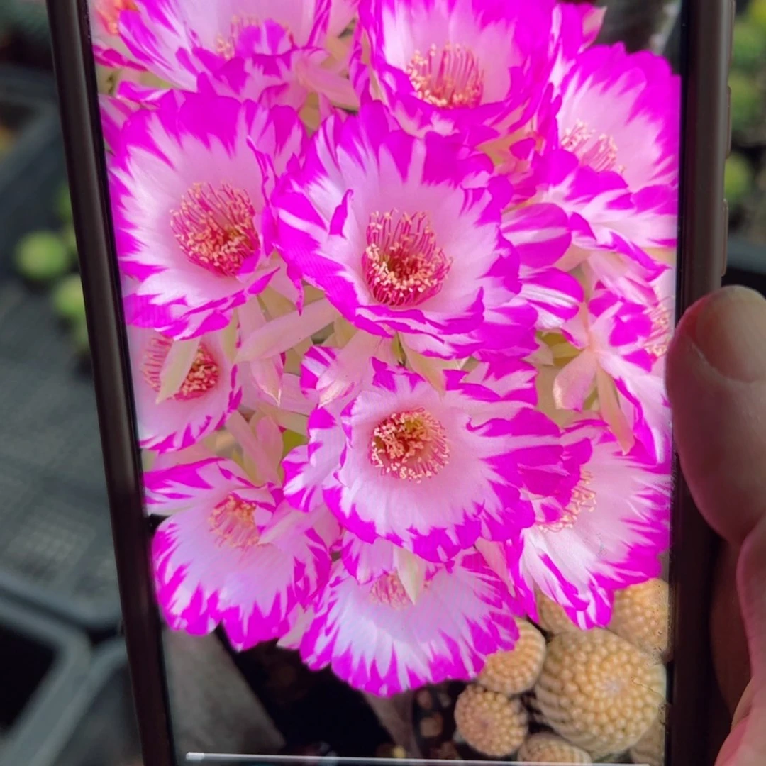 下49丽花荷花妖蝶根4公分左右脱土发货20包邮